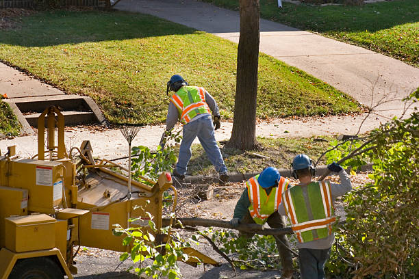 Best Firewood Processing and Delivery  in Bray, OK